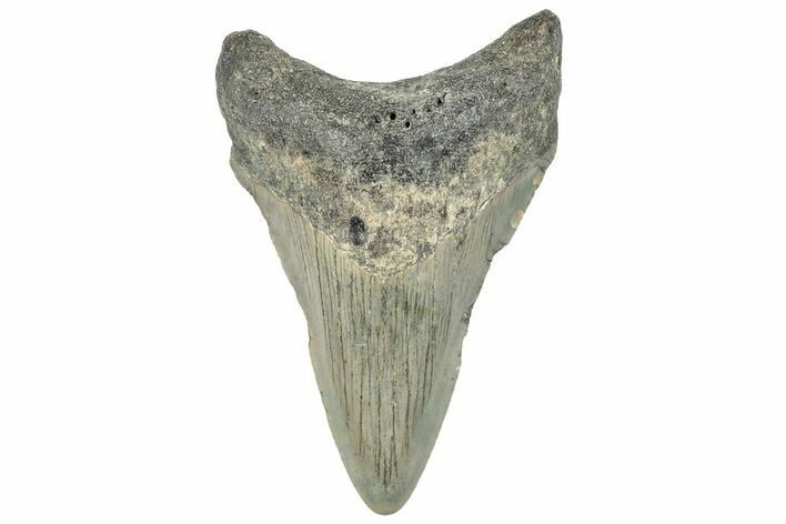 Fossil Megalodon Tooth - North Carolina #295291